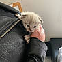 Kotoshe a rejoint le concours — aidez-le/la à gagner de superbes lots ! kitten, cat, hand, leather_jacket, paws, fur, pet, cute, animal, indoor, small, young, curious, soft_light, texture, black, grey, background, warmth, closeup