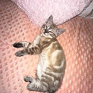 Kotoshe a rejoint le concours — aidez-le/la à gagner de superbes lots ! kitten, cat, pet, feline, sleepy, resting, pink_blanket, soft_texture, fluffy_pillow, indoor, cute, young_animal, striped_fur, tabby, tail, paw, relaxed, cozy, animal, domestic_cat