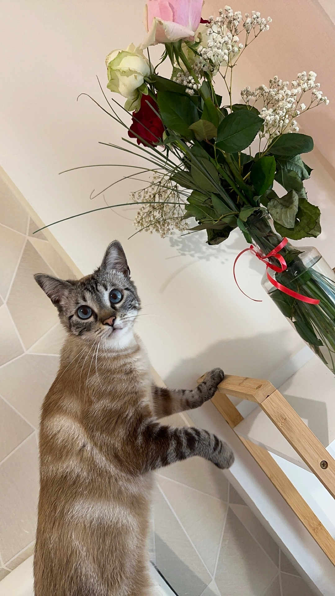 Kotoshe a rejoint le concours — aidez-le/la à gagner de superbes lots ! cat, blue_eyes, curious, flower_vase, roses, baby's_breath, wooden_frame, indoor, tile_wall, houseplant, pet, feline, fur, whiskers, paws, domestic_animal, red_ribbon, green_leaves, close_up, standing
