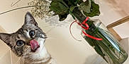 Kotoshe participe au concours pour gagner de l'argent avec cette photo : cat, flower_vase, roses, indoor, playful, tongue_out, plant, wooden_furniture, green_leaves, pink_rose, white_rose, red_rose, curious, pet, animal, domestic_cat, close_up, table, houseplant, cute