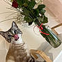 cat, flower_vase, roses, indoor, playful, tongue_out, plant, wooden_furniture, green_leaves, pink_rose, white_rose, red_rose, curious, pet, animal, domestic_cat, close_up, table, houseplant, cute