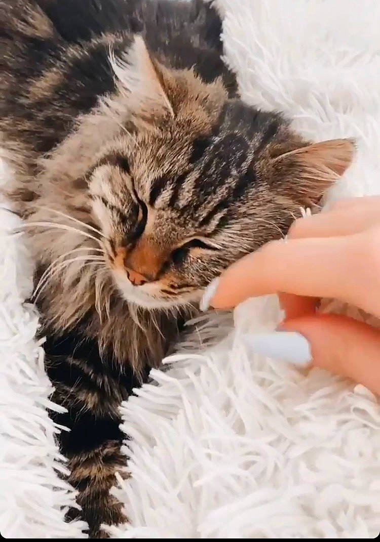 Zena participe au concours pour gagner de l'argent avec cette photo : carnivore, cat, claw, comfort, domestic_short_haired_cat, felidae, fur, maine_coon, nap, paw, plant, small_to_medium_sized_cats, snout, tail, tree, whiskers, winter