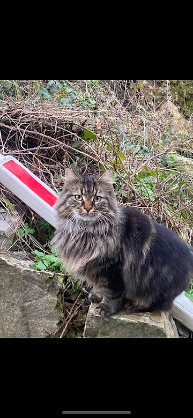 Zena a rejoint le concours — aidez-le/la à gagner de superbes lots ! british_longhair, carnivore, cat, felidae, fur, grass, groundcover, maine_coon, norwegian_forest_cat, plant, small_to_medium_sized_cats, snout, soil, tail, terrestrial_animal, whiskers, wildlife