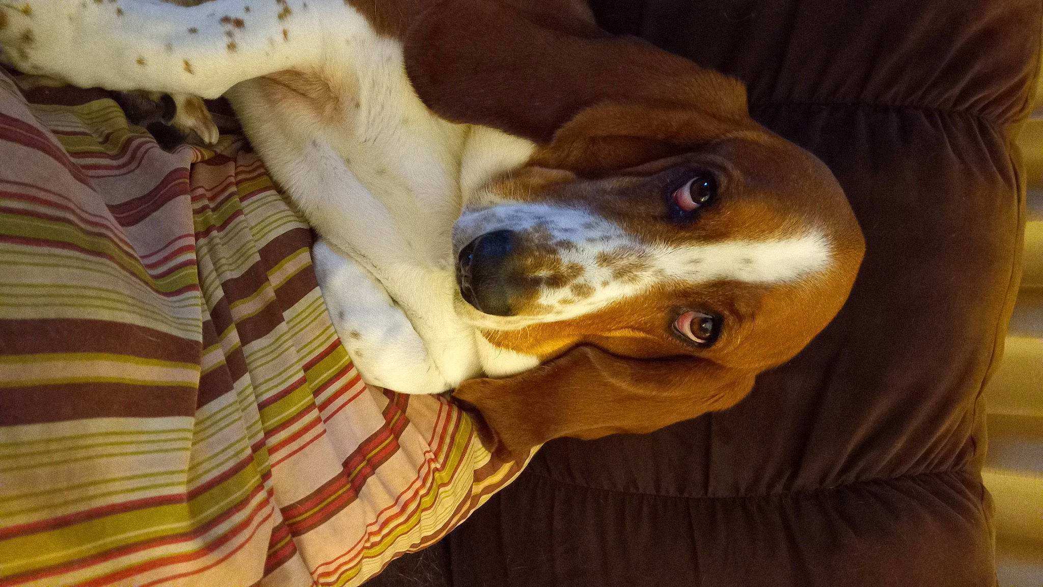 Bella joined the competition — help win amazing prizes! canidae, carnivore, collar, companion_dog, dog, dog_breed, dog_collar, ear, fang, fawn, fur, hound, jaw, liver, pet_supply, snout, sporting_group, whiskers, wood, working_animal