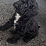 puppy, dog, black_dog, curly_fur, indoor, carpet, pet, cute, small_dog, white_patch, sitting, animal, fur, young_dog, companion, curious, domestic_animal, floor, house, cozy