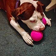 Bruno joined the competition — help win amazing prizes! dog, brown_and_white, toy, pink_ball, carpet, indoor, pet, animal, playful, canine, resting, paw, snout, collar, chewing, fur, floor, closeup, domestic, cute