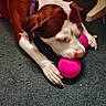 dog, brown_and_white, toy, pink_ball, carpet, indoor, pet, animal, playful, canine, resting, paw, snout, collar, chewing, fur, floor, closeup, domestic, cute
