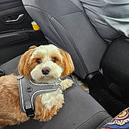 Uno joined the competition — help win amazing prizes! dog, pet, car_interior, seat, harness, brown_eyes, fluffy, curious, sitting, animal, companion, transportation, gray_seat, closeup, indoor, canine, cute, furry, domestic_animal, travel