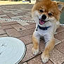Taz is registered to the contest to win money with this photo: dog, pomeranian, happy, smiling, tongue_out, outdoor, brick_patio, collar, pet, cute, fluffy, small_dog, animal, canine, friendly, sunlight, potted_plants, green_wall, relaxed, lying_down