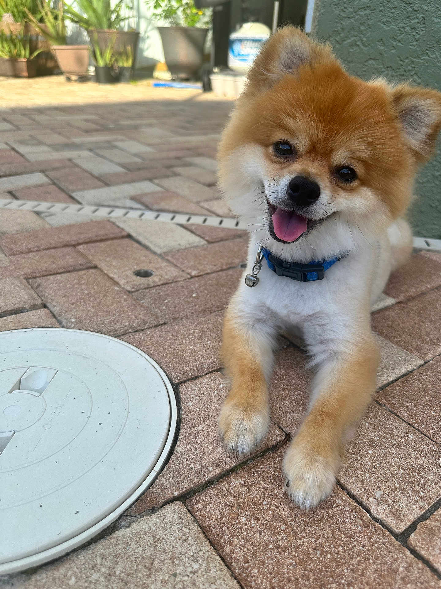 Taz