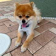 Taz is registered to the contest to win money with this photo: dog, pomeranian, pet, animal, outdoor, pavement, tongue_out, happy, fluffy, small_dog, fur, collar, bell, face, ears, four_legs, resting, sunlight, brick, background