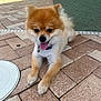 dog, pomeranian, pet, animal, outdoor, pavement, tongue_out, happy, fluffy, small_dog, fur, collar, bell, face, ears, four_legs, resting, sunlight, brick, background