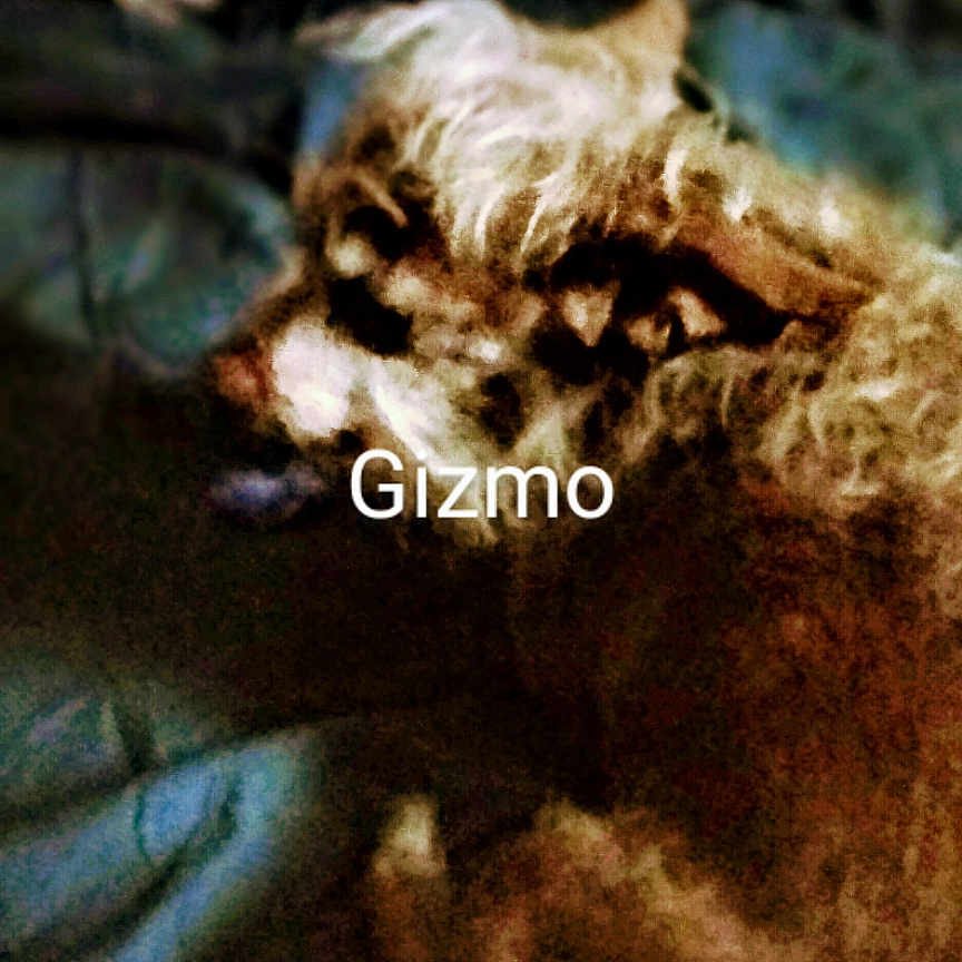 Gizmo joined the competition — help win amazing prizes! animal, ball, bed, canine, cat, cockerspaniel, couch, dog, flower, furniture, homedecor, kitten, linen, pet, plant, poodle, puppy, raccoon, sport, terrier