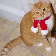 Wheat joined the competition — help win amazing prizes! animal, cat, curious, cute, domestic_cat, ears, feline, festive, indoor, looking_up, mammal, orange_tabby, pet, pom_poms, red_scarf, scarf, tail, tile_floor, whiskers, white_paws