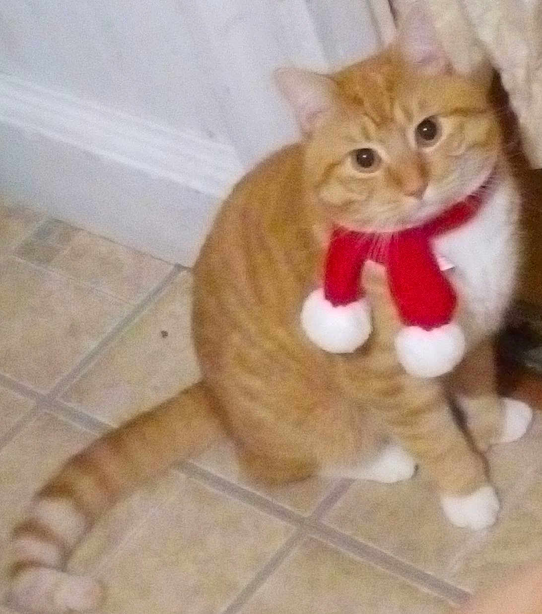 Wheat joined the competition — help win amazing prizes! animal, cat, curious, cute, domestic_cat, ears, feline, festive, indoor, looking_up, mammal, orange_tabby, pet, pom_poms, red_scarf, scarf, tail, tile_floor, whiskers, white_paws