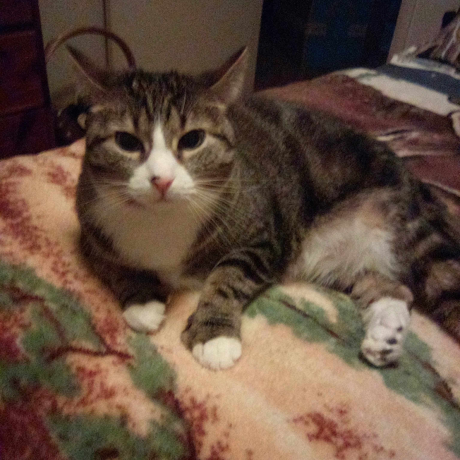 Cheeko