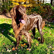 Mika joined the competition — help win amazing prizes! animal, autumn, brown_dog, canine, daylight, dog, fall_foliage, forest, grass, happy, leaves, mammal, nature, outdoor, pet, playful, standing, sunlight, tongue_out, walking
