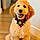 Koddy