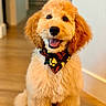 dog, puppy, golden_doodle, fluffy, bandana, indoor, wooden_floor, happy, tongue_out, pet, animal, cute, smiling, fur, canine, young_dog, portrait, sitting, domestic_animal, closeup