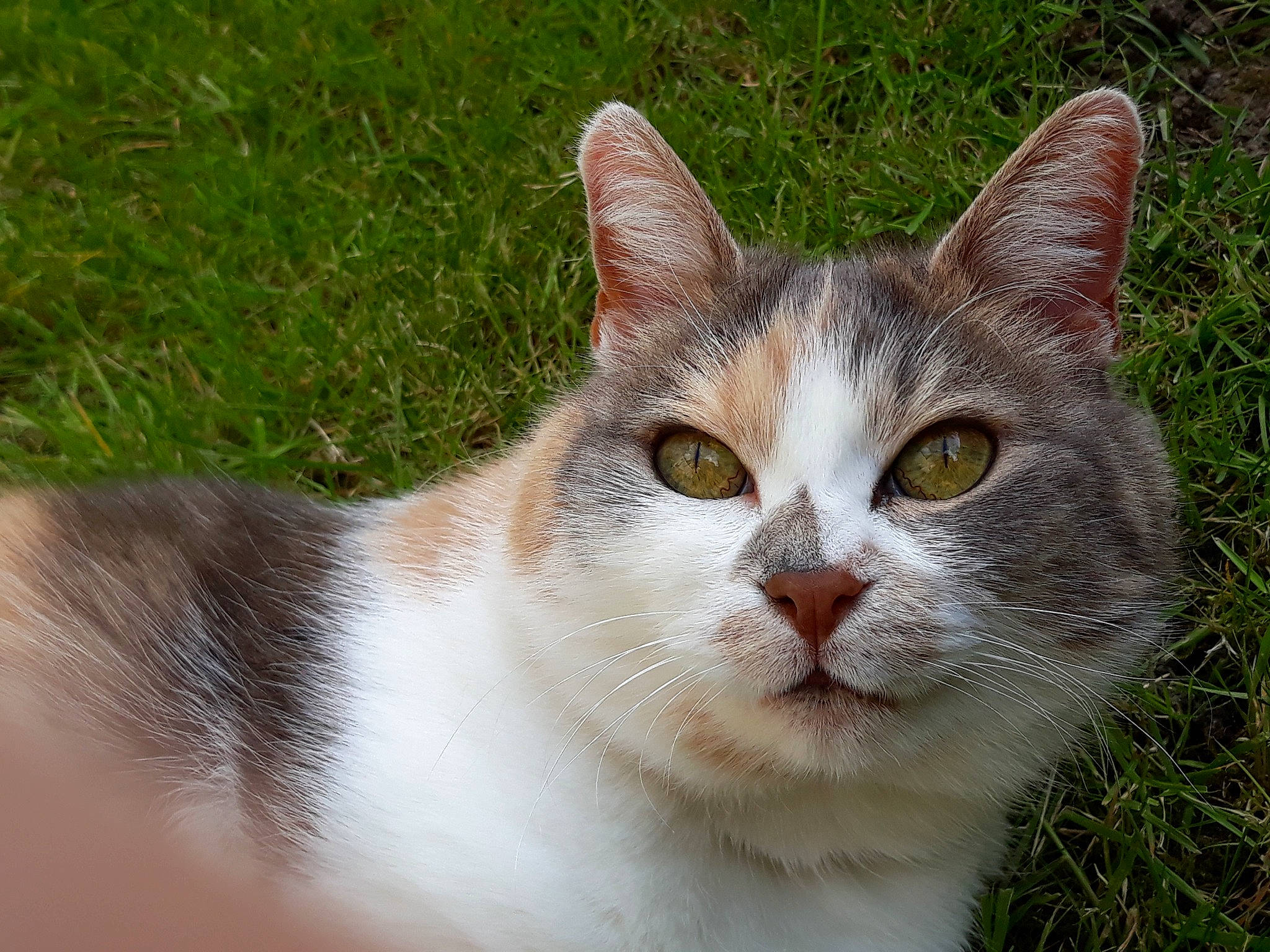 Bidibulle a rejoint le concours — aidez-le/la à gagner de superbes lots ! carnivore, cat, collar, domestic_short_haired_cat, fawn, felidae, fur, grass, plant, small_to_medium_sized_cats, snout, tail, terrestrial_animal, tree, whiskers