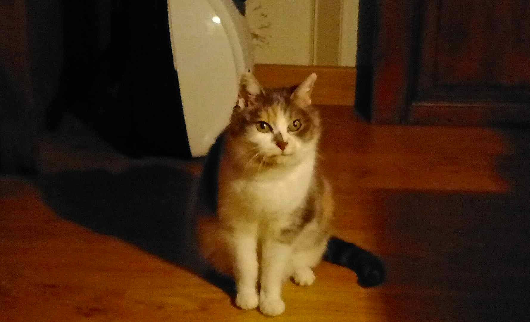 Bidibulle participe au concours pour gagner de l'argent avec cette photo : carnivore, cat, domestic_short_haired_cat, door, felidae, floor, flooring, fur, hardwood, laminate_flooring, paw, room, small_to_medium_sized_cats, tail, varnish, whiskers, wood, wood_flooring, wood_stain