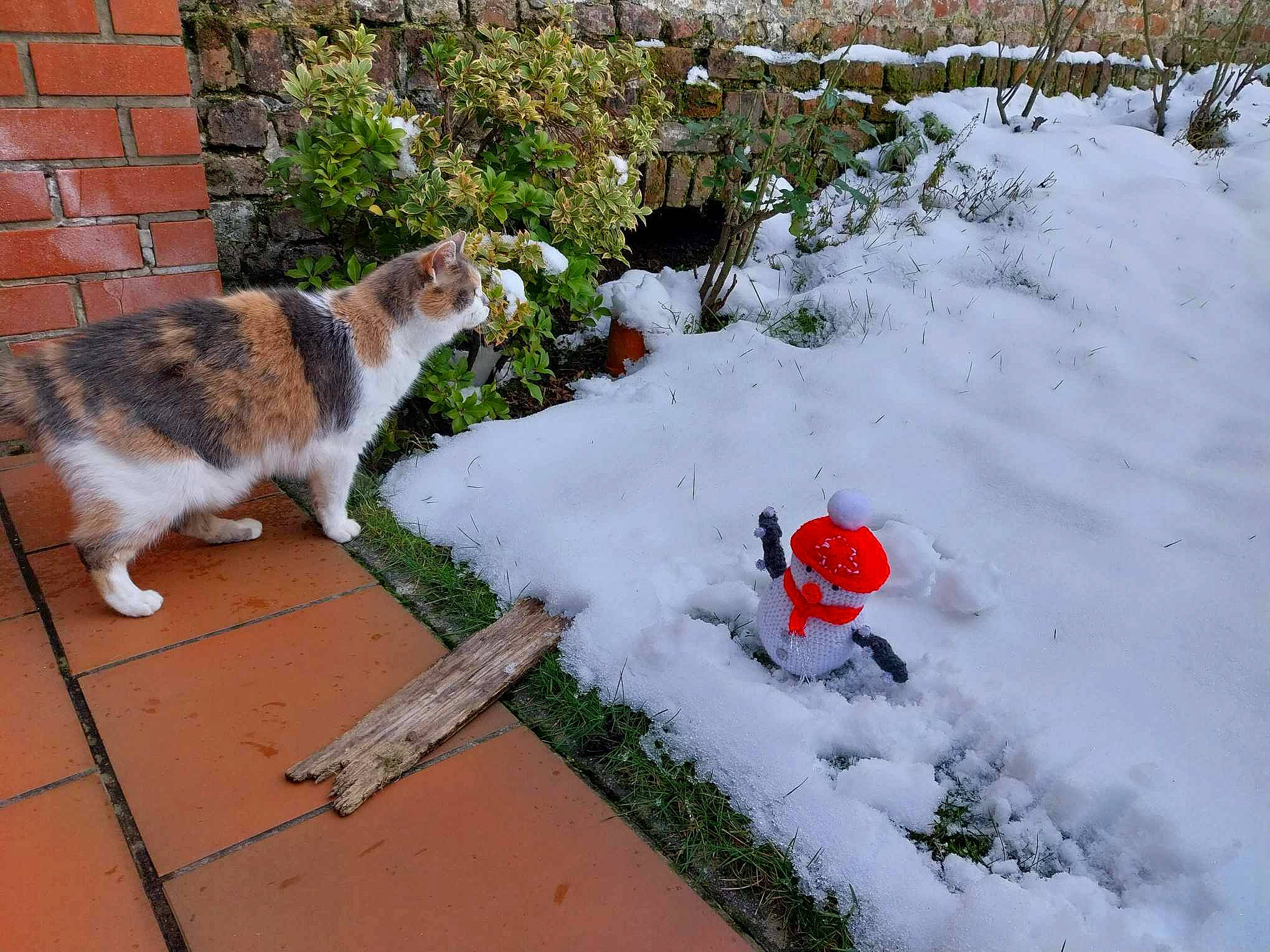 Bidibulle a rejoint le concours — aidez-le/la à gagner de superbes lots ! brick, brickwork, carnivore, cat, domestic_short_haired_cat, event, felidae, flowerpot, freezing, fur, grass, plant, precipitation, road_surface, sidewalk, small_to_medium_sized_cats, snow, tail, whiskers, winter