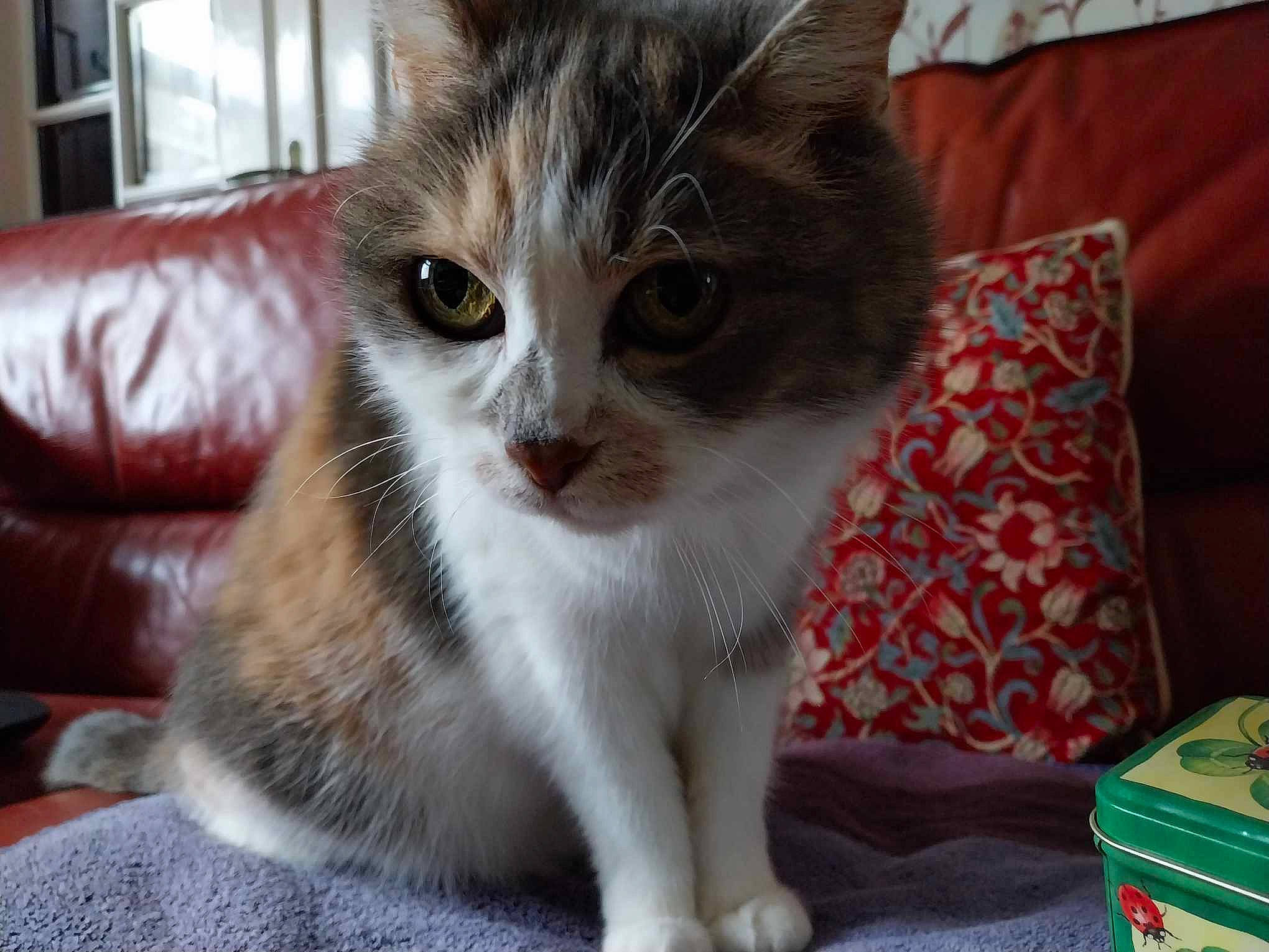 Bidibulle participe au concours pour gagner de l'argent avec cette photo : box, carnivore, cat, cat_furniture, cat_supply, claw, couch, domestic_short_haired_cat, eye, fawn, felidae, fur, iris, paw, pet_supply, small_to_medium_sized_cats, snout, tail, whiskers, window