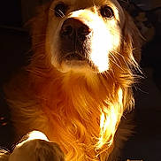 Marie Ana Pontes participe au concours pour gagner de l'argent avec cette photo : dog, golden_retriever, pet, animal, sunlight, paw, portrait, indoor, warm_light, fur, canine, looking_up, closeup, expression, domestic_animal, mammal, cozy, shadow, quiet, calm