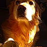 dog, golden_retriever, pet, animal, sunlight, paw, portrait, indoor, warm_light, fur, canine, looking_up, closeup, expression, domestic_animal, mammal, cozy, shadow, quiet, calm