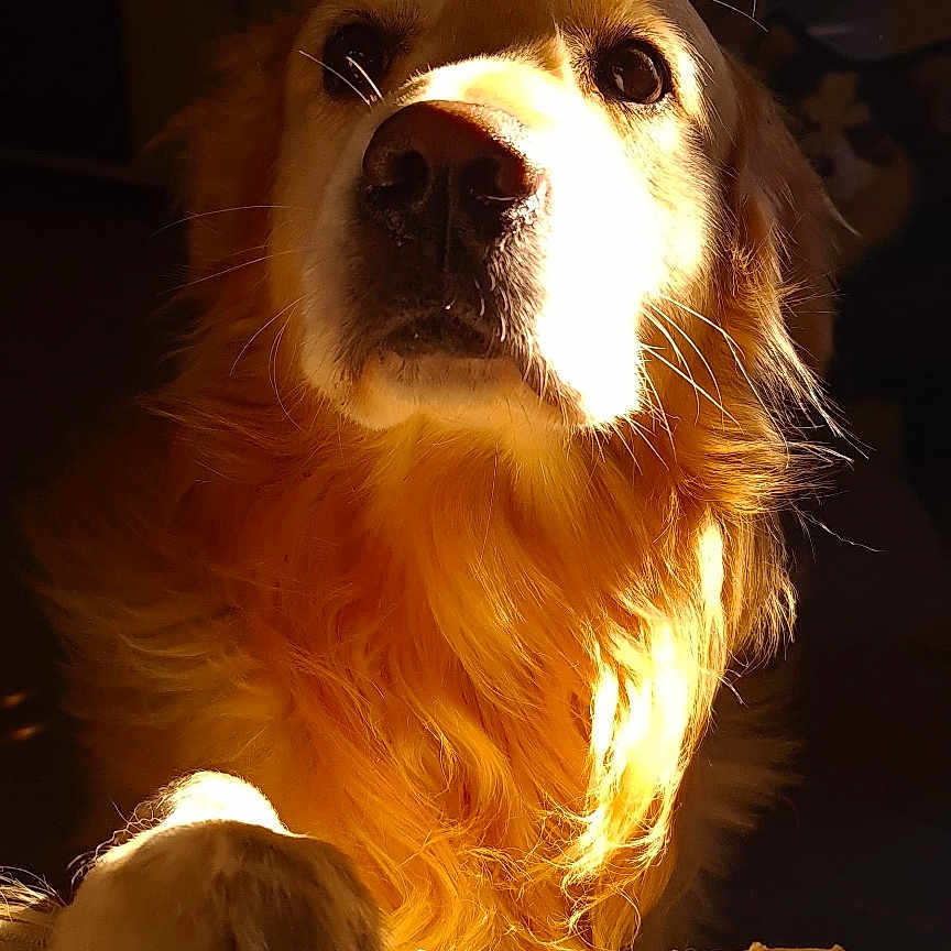 Marie Ana Pontes participe au concours pour gagner de l'argent avec cette photo : dog, golden_retriever, pet, animal, sunlight, paw, portrait, indoor, warm_light, fur, canine, looking_up, closeup, expression, domestic_animal, mammal, cozy, shadow, quiet, calm