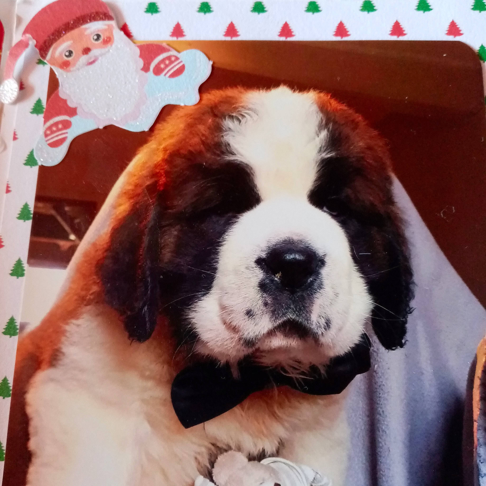 Ody a rejoint le concours — aidez-le/la à gagner de superbes lots ! art, canidae, cap, carnivore, collar, companion_dog, dog, dog_breed, dog_collar, fur, giant_dog_breed, gun_dog, hat, liver, painting, snout, sporting_group, whiskers, working_animal, working_dog