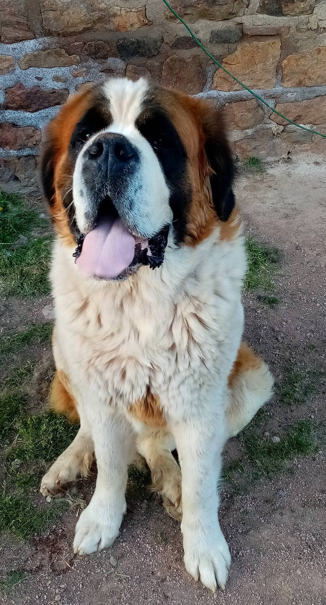 Ody a rejoint le concours — aidez-le/la à gagner de superbes lots ! bored, canidae, carnivore, collar, companion_dog, dog, dog_breed, dog_collar, fawn, fur, grass, moscow_watchdog, plant, snout, sporting_group, st_bernard, tail, terrestrial_animal, tree, whiskers