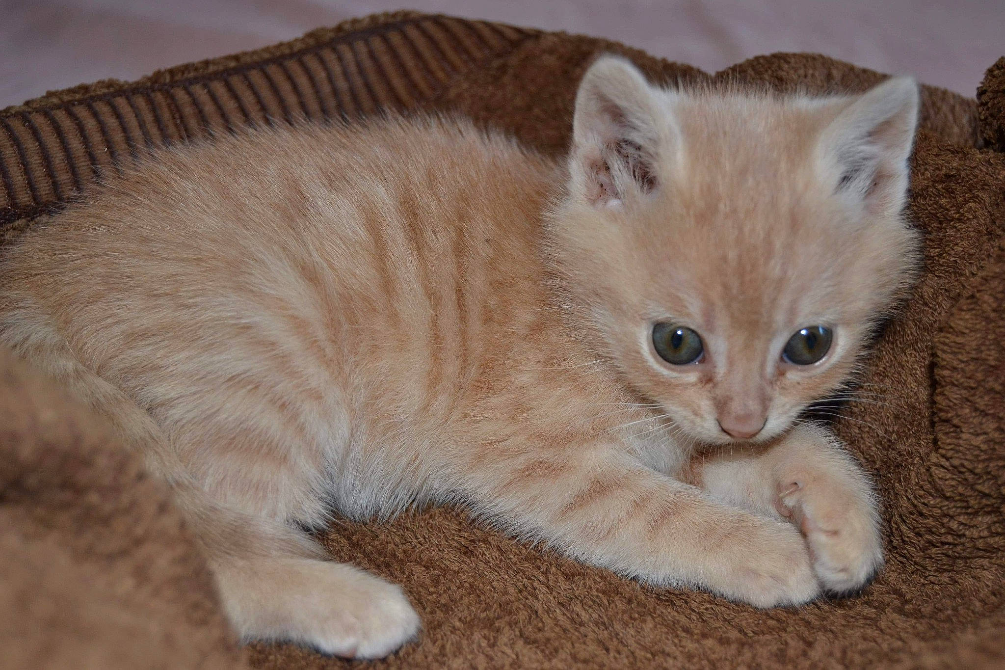 Chipie a rejoint le concours — aidez-le/la à gagner de superbes lots ! arabian_mau, asian, asian_semi_longhair, australian_mist, british_semi_longhair, burmilla, carnivore, cat, domestic_short_haired_cat, european_shorthair, eye, fawn, felidae, fur, kitten, mammal, small_to_medium_sized_cats, tail, vertebrate, whiskers