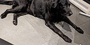 Goliath participe au concours pour gagner de l'argent avec cette photo : black_dog, cabinet, couch, dog, feet, floor, home, indoor, labrador, lying_down, modern_interior, person, pet, plant, relaxed, resting, shadow, slipper, socks, tile_floor