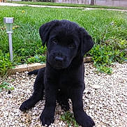 Goliath a rejoint le concours — aidez-le/la à gagner de superbes lots ! adorable, animal, black_labrador, curious, cute, daylight, dog, fur, garden, grass, gravel, head_tilt, nature, outdoor, pet, plants, puppy, sitting, small, young_dog
