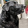 dog, black_dog, pet, animal, indoor, close_up, fur, side_view, canine, looking, household, plant, floor, furniture, portrait, domestic_animal, muzzle, ears, snout, attention