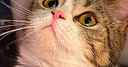 Nami a rejoint le concours — aidez-le/la à gagner de superbes lots ! cat, close_up, yellow_eyes, pink_nose, whiskers, tabby, white_fur, curious, pet, animal, indoor, portrait, feline, soft_lighting, fluffy, mammal, cute, looking_up, face, domestic_cat
