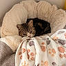 Nami a rejoint le concours — aidez-le/la à gagner de superbes lots ! cat, tabby_cat, pet, bed, blanket, paw_prints, cozy, furniture, indoor, resting, sleepy, fluffy, soft, animal, cute, comfort, relaxing, warm, domestic, fur