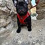 Tayson participe au concours pour gagner de l'argent avec cette photo : dog, french_bulldog, puppy, red_harness, outdoor, stone_wall, urban, curious, pet, animal, black_dog, closeup, leash, ears, portrait, sidewalk, young, canine, adventure, city