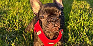 Tayson participe au concours pour gagner de l'argent avec cette photo : dog, french_bulldog, puppy, red_harness, grass, outdoor, sunlight, shadow, field, greenery, nature, pet, animal, cute, small_dog, ears, face, portrait, daytime, playful