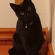 Lillyboo is registered to the contest to win money with this photo: animal, bell, black_cat, cat, collar, curious, domestic_animal, ears, eyes, feline, floor, house, indoor, pet, quiet, sitting, tilted_head, wall, whiskers, wooden_surface