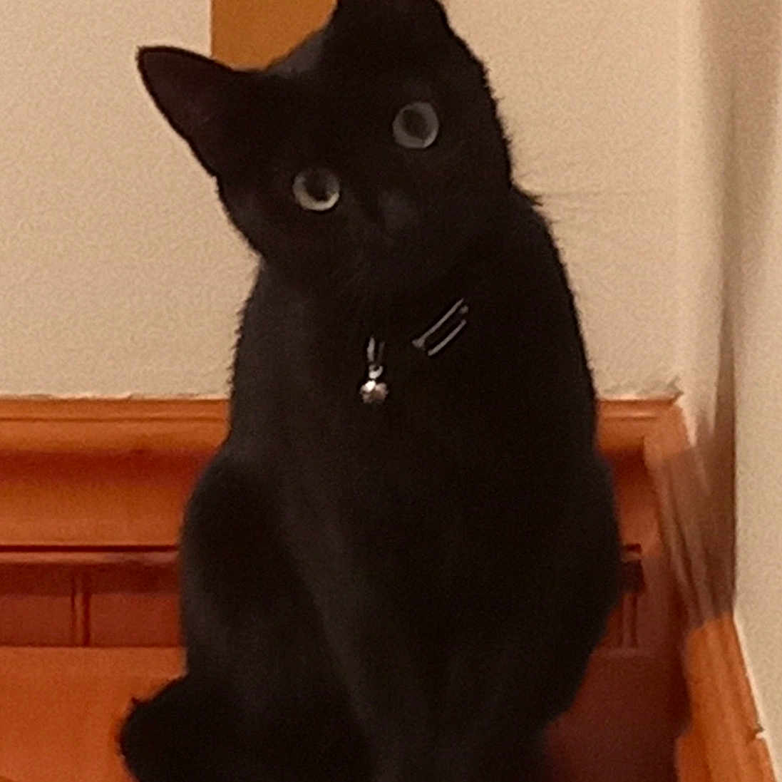 Lillyboo is registered to the contest to win money with this photo: animal, bell, black_cat, cat, collar, curious, domestic_animal, ears, eyes, feline, floor, house, indoor, pet, quiet, sitting, tilted_head, wall, whiskers, wooden_surface