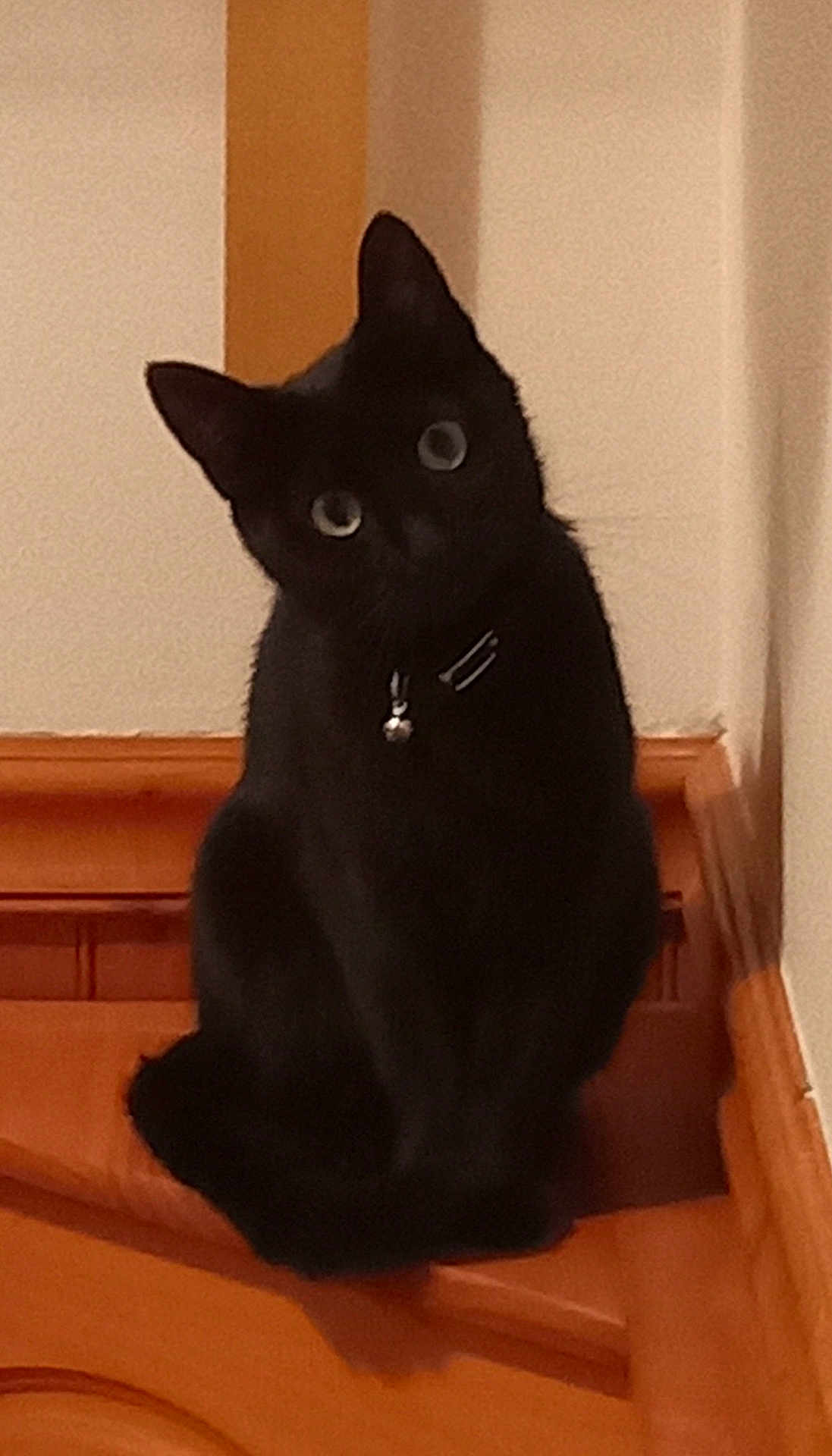 Lillyboo is registered to the contest to win money with this photo: animal, bell, black_cat, cat, collar, curious, domestic_animal, ears, eyes, feline, floor, house, indoor, pet, quiet, sitting, tilted_head, wall, whiskers, wooden_surface