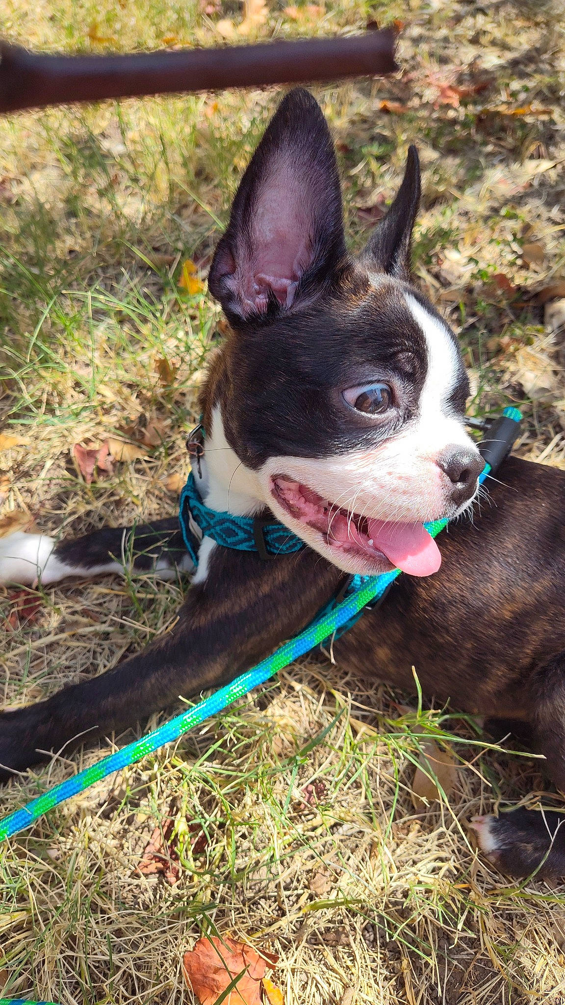 Basil joined the competition — help win amazing prizes! adventure, boston_terrier, canidae, carmine, carnivore, collar, companion_dog, dog, dog_breed, dog_collar, dog_supply, fashion_accessory, fawn, grass, plant, snout, soil, sporting_group, whiskers, working_animal