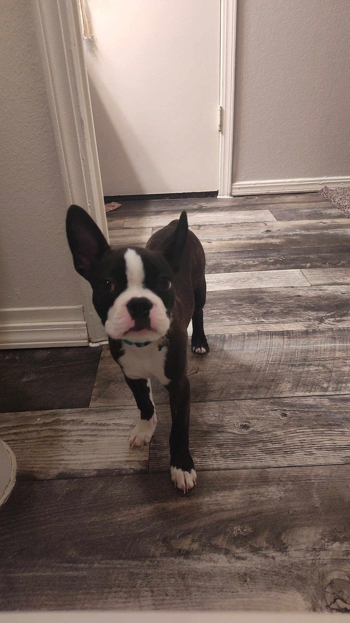 Basil