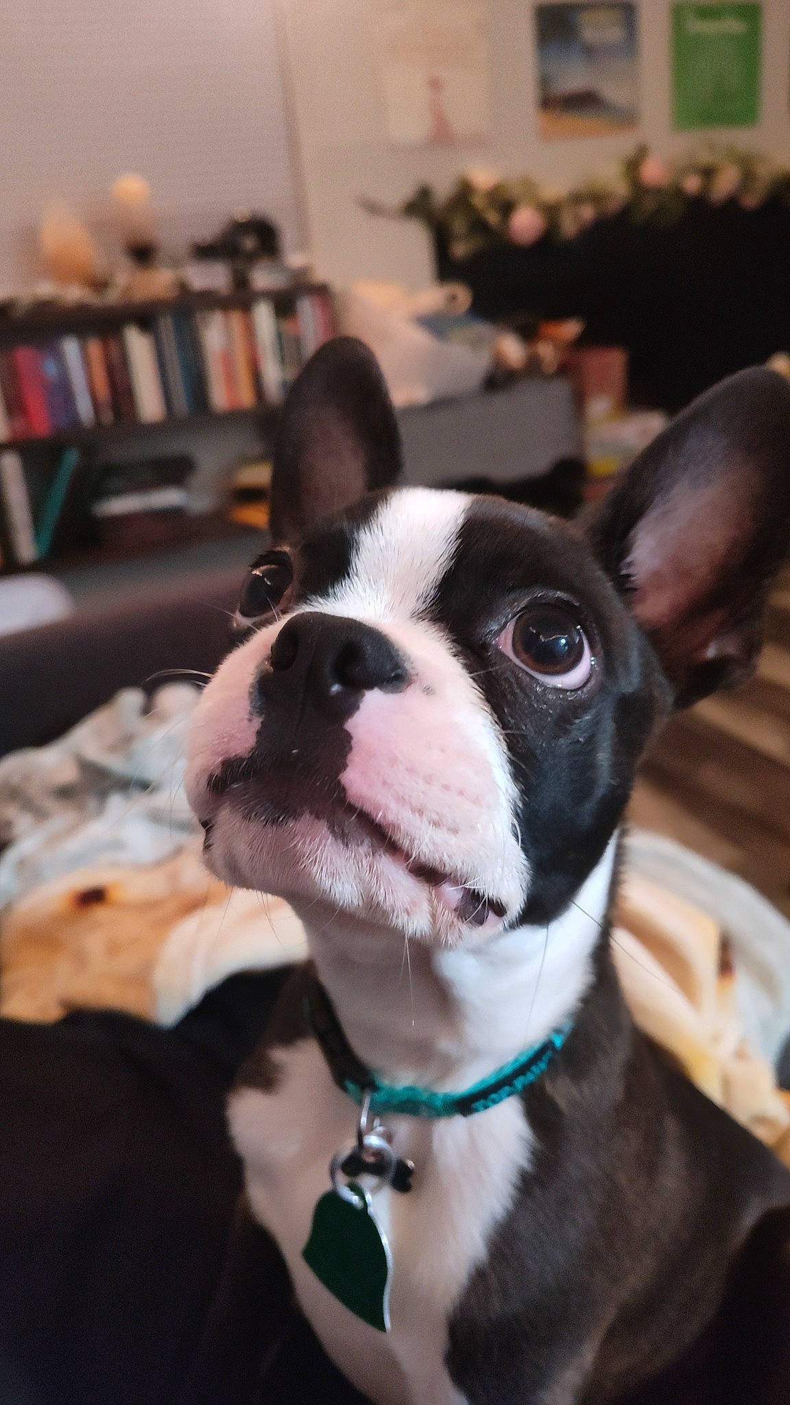Basil joined the competition — help win amazing prizes! bookcase, boston_terrier, bulldog, carnivore, collar, comfort, companion_dog, dog, dog_breed, dog_collar, ear, event, fawn, french_bulldog, fur, shelf, snout, sporting_group, whiskers, working_animal