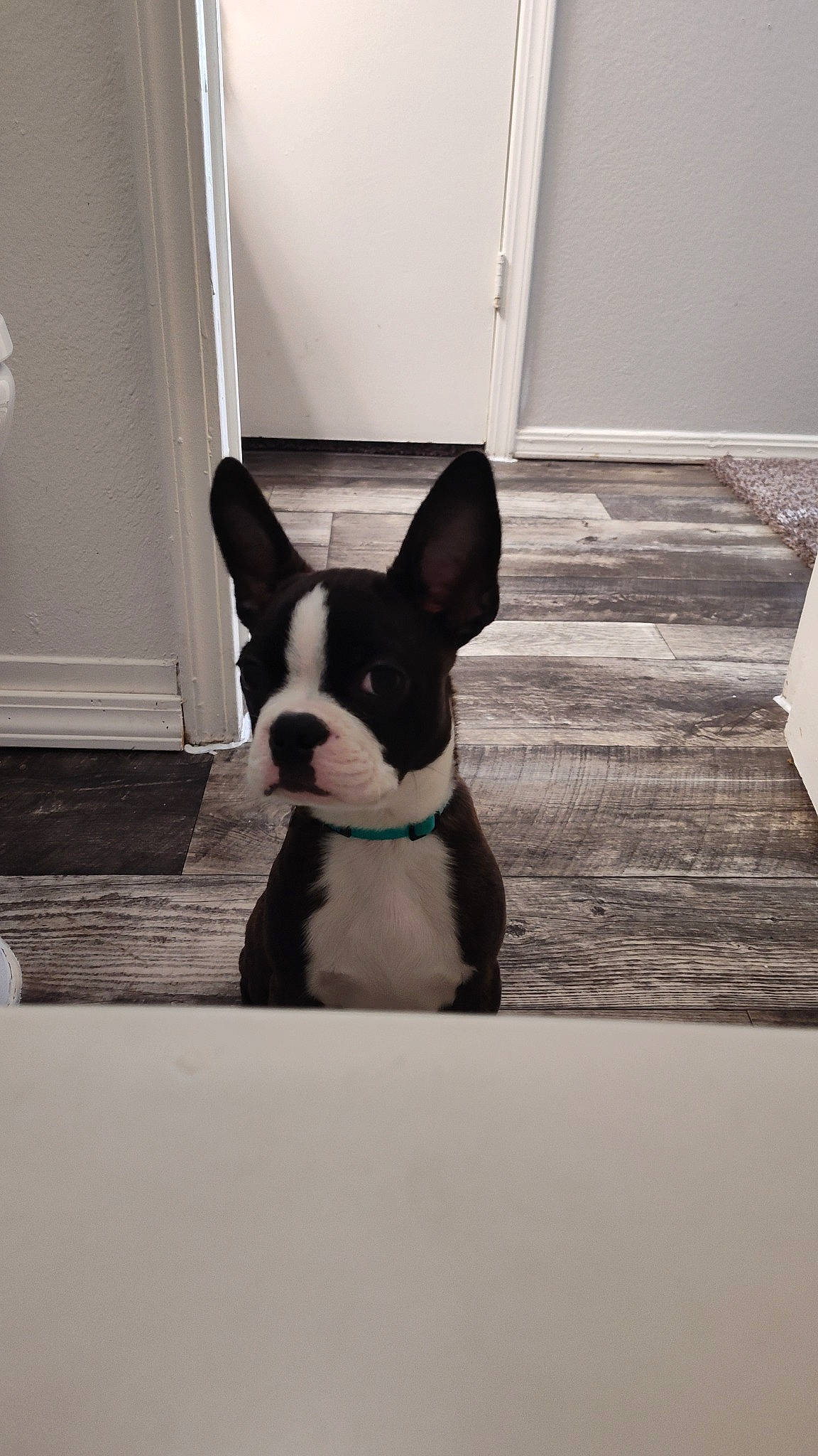 Basil joined the competition — help win amazing prizes! boston_terrier, canidae, carnivore, collar, comfort, companion_dog, dog, dog_breed, dog_collar, ear, fawn, flooring, hardwood, human_body, snout, sporting_group, whiskers, window, wood, working_animal