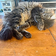 Balou participe au concours pour gagner de l'argent avec cette photo : cat, fluffy, sleeping, paw, table, wood, indoor, furniture, television, screen, text, cozy, pet, animal, tabby, relaxed, curled_up, covering_face, home, resting