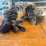 cat, fluffy, sleeping, paw, table, wood, indoor, furniture, television, screen, text, cozy, pet, animal, tabby, relaxed, curled_up, covering_face, home, resting