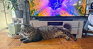 Balou participe au concours pour gagner de l'argent avec cette photo : cat, tabby_cat, feline, indoor, living_room, coffee_table, wooden_table, television, colorful_screen, plant, potted_plant, candles, furniture, floor, curious, pet, relaxed, fluffy, home_decor, cozy